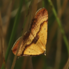 Anachloris subochraria (Golden Grass Carpet (Ennominae)) at Paddys River, ACT - 8 Mar 2021 by melanoxylon
