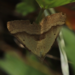 Anachloris subochraria at Paddys River, ACT - 8 Mar 2021