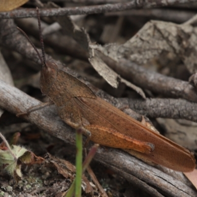 Goniaea australasiae (Gumleaf grasshopper) at Gibraltar Pines - 8 Mar 2021 by melanoxylon