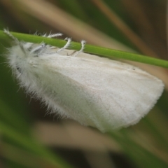 Acyphas (genus) (An Erebid moth) at Paddys River, ACT - 8 Mar 2021 by melanoxylon