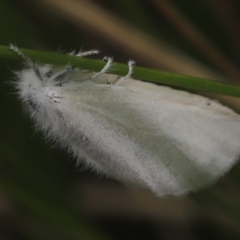 Acyphas (genus) at Paddys River, ACT - 8 Mar 2021 01:35 PM