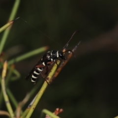 Hesthesis montana (A wasp mimic longhorn beetle) at Paddys River, ACT - 8 Mar 2021 by melanoxylon