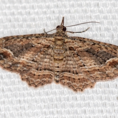 Chloroclystis filata (Filata Moth, Australian Pug Moth) at Melba, ACT - 7 Mar 2021 by Bron