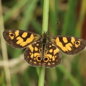 Oreixenica lathoniella at Paddys River, ACT - 8 Mar 2021