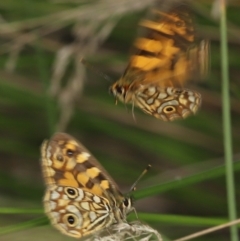 Oreixenica lathoniella at Paddys River, ACT - 8 Mar 2021