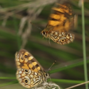 Oreixenica lathoniella at Paddys River, ACT - 8 Mar 2021