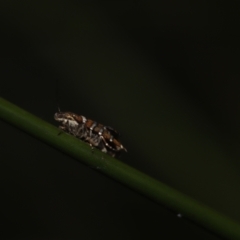 Glyphipterix (genus) at Paddys River, ACT - 8 Mar 2021