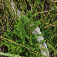 Lycopodium fastigiatum (Alpine Club Moss) at Paddys River, ACT - 8 Mar 2021 by melanoxylon