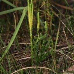 Austrolycopodium fastigiatum at Paddys River, ACT - 8 Mar 2021