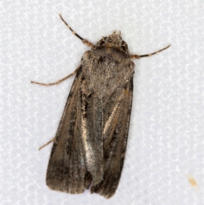Agrotis infusa (Bogong Moth, Common Cutworm) at Melba, ACT - 6 Mar 2021 by Bron