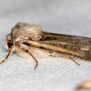 Agrotis infusa at Melba, ACT - 7 Mar 2021