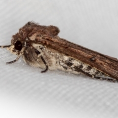 Diarsia intermixta (Chevron Cutworm, Orange Peel Moth.) at Melba, ACT - 6 Mar 2021 by Bron