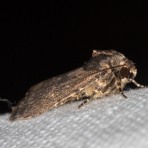 Proteuxoa provisional species 3 at Melba, ACT - 7 Mar 2021 09:05 AM