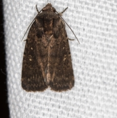 Proteuxoa provisional species 3 at Melba, ACT - 7 Mar 2021 09:05 AM