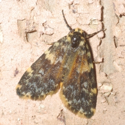 Halone coryphoea (Eastern Halone moth) at Belconnen, ACT - 6 Mar 2021 by Harrisi