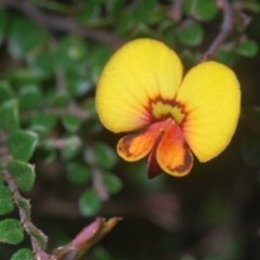 Bossiaea buxifolia (Matted Bossiaea) at Stromlo, ACT - 7 Mar 2021 by Harrisi