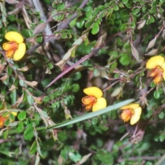 Bossiaea buxifolia at Stromlo, ACT - 7 Mar 2021