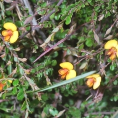 Bossiaea buxifolia at Stromlo, ACT - 7 Mar 2021 05:21 PM