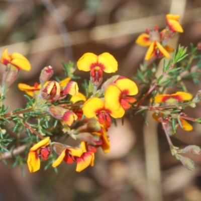Dillwynia phylicoides (A Parrot-pea) at Black Mountain - 7 Mar 2021 by Harrisi