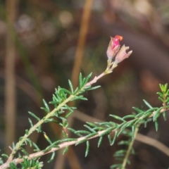 Dillwynia phylicoides at Downer, ACT - 7 Mar 2021 02:41 PM