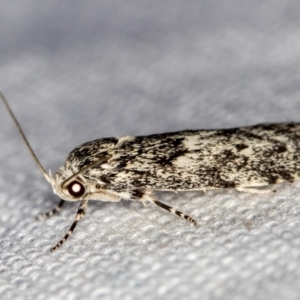 Lichenaula (genus) at Melba, ACT - 7 Mar 2021