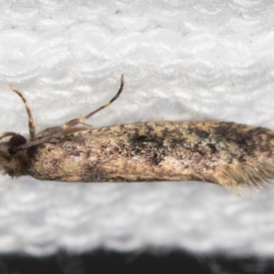 Niditinea fuscella (Brown-dotted Clothes Moth) at Melba, ACT - 7 Mar 2021 by Bron