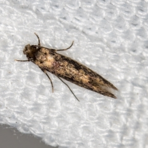 Niditinea fuscella at Melba, ACT - 7 Mar 2021 09:18 AM