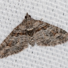 Phrissogonus laticostata (Apple looper moth) at Melba, ACT - 7 Mar 2021 by Bron