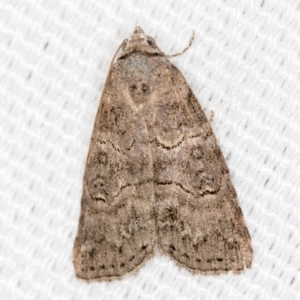 Calathusa sp nr dispila at Melba, ACT - 7 Mar 2021 12:31 PM