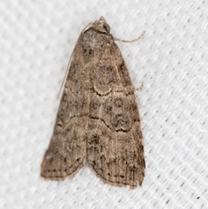 Calathusa sp nr dispila at Melba, ACT - 7 Mar 2021 12:31 PM