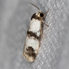 Thallarcha sparsana at Melba, ACT - 7 Mar 2021 12:31 PM