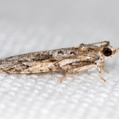 Acropolitis rudisana (Family Tortricinae) at Melba, ACT - 7 Mar 2021 by Bron