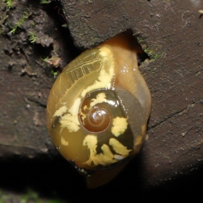 Mysticarion porrectus (Golden Semi-slug) at Acton, ACT - 3 Mar 2021 by TimL