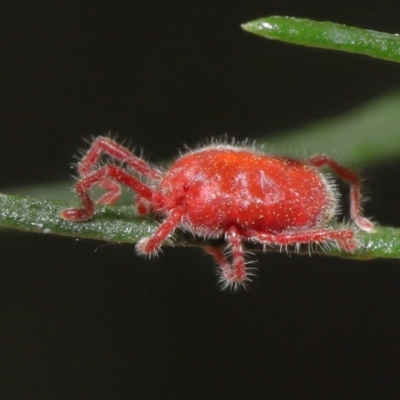 Trombidiidae (family) (Red velvet mite) at ANBG - 3 Mar 2021 by TimL