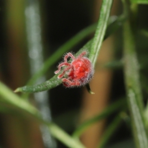 Trombidiidae (family) at Acton, ACT - 4 Mar 2021