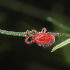 Trombidiidae (family) at Acton, ACT - 4 Mar 2021