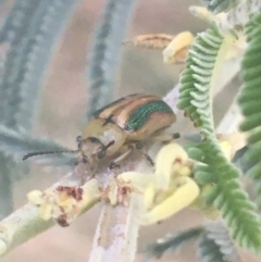 Calomela bartoni (Acacia Leaf Beetle) at Murray Gorge, NSW - 6 Mar 2021 by Ned_Johnston