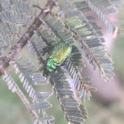 Diphucephala sp. (genus) (Green Scarab Beetle) at Murray Gorge, NSW - 6 Mar 2021 by NedJohnston