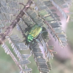Diphucephala sp. (genus) (Green Scarab Beetle) at Kosciuszko National Park - 6 Mar 2021 by Ned_Johnston
