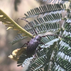 Ancita sp. (genus) (Longicorn or longhorn beetle) at Murray Gorge, NSW - 6 Mar 2021 by Ned_Johnston