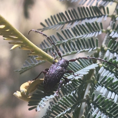 Ancita sp. (genus) (Longicorn or longhorn beetle) at Kosciuszko National Park - 6 Mar 2021 by Ned_Johnston
