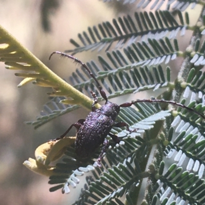 Ancita sp. (genus) (Longicorn or longhorn beetle) at Murray Gorge, NSW - 6 Mar 2021 by NedJohnston