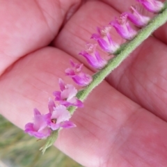 Spiranthes australis (Austral Ladies Tresses) at Paddys River, ACT - 8 Mar 2021 by Christine