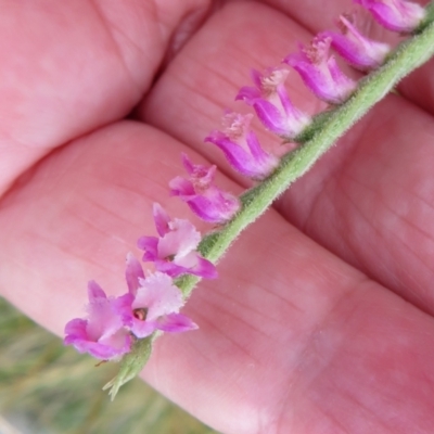 Spiranthes australis (Austral Ladies Tresses) at Namadgi National Park - 8 Mar 2021 by Christine