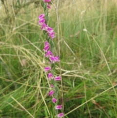 Spiranthes australis at Paddys River, ACT - 8 Mar 2021