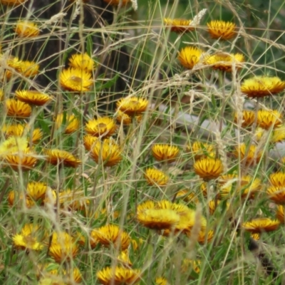 Xerochrysum sp. at Namadgi National Park - 8 Mar 2021 by Christine