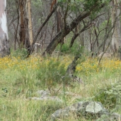 Xerochrysum sp. at Paddys River, ACT - 8 Mar 2021 02:10 PM