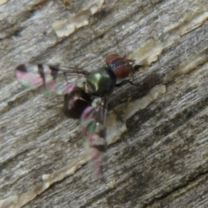 Rivellia sp. (genus) at Paddys River, ACT - 8 Mar 2021