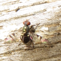 Rivellia sp. (genus) at Paddys River, ACT - 8 Mar 2021 11:21 AM