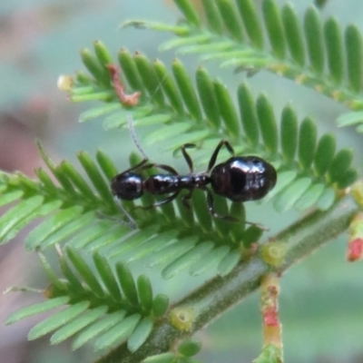 Formicidae (family) (Unidentified ant) at Tidbinbilla Nature Reserve - 7 Mar 2021 by Christine